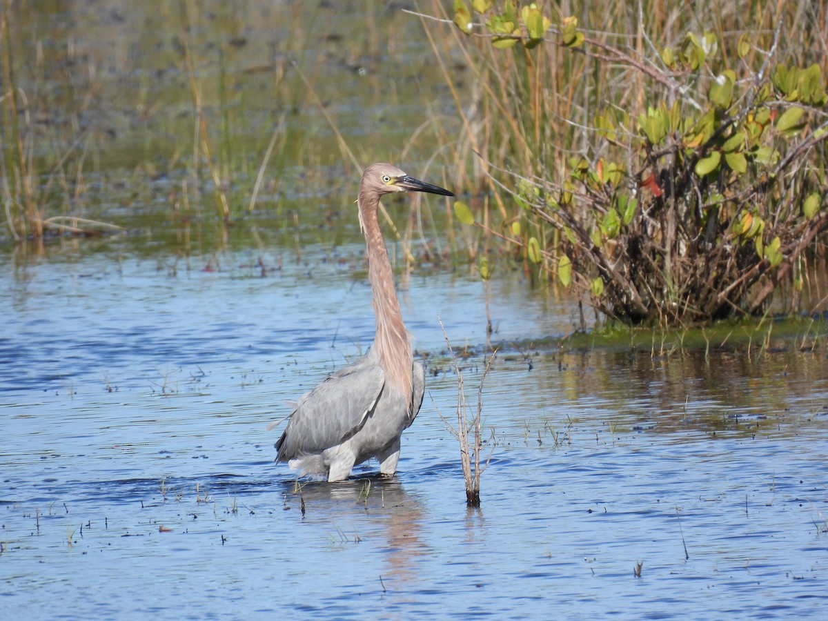 Reddish Egret - ML646997125