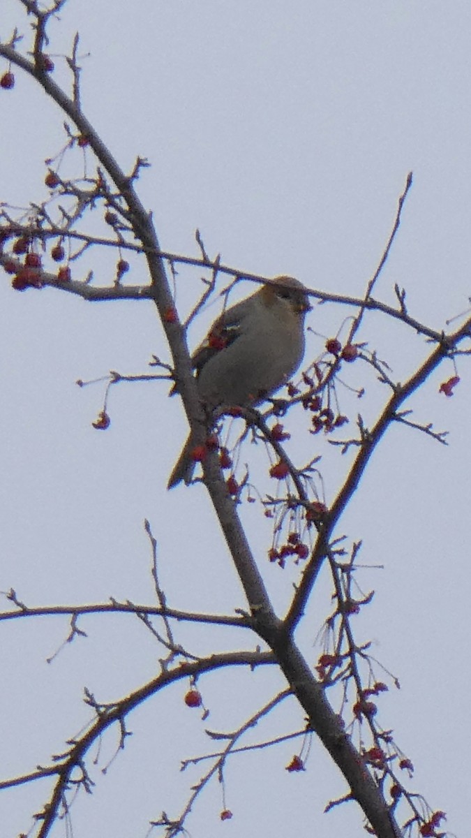 Durbec des sapins - ML646997126