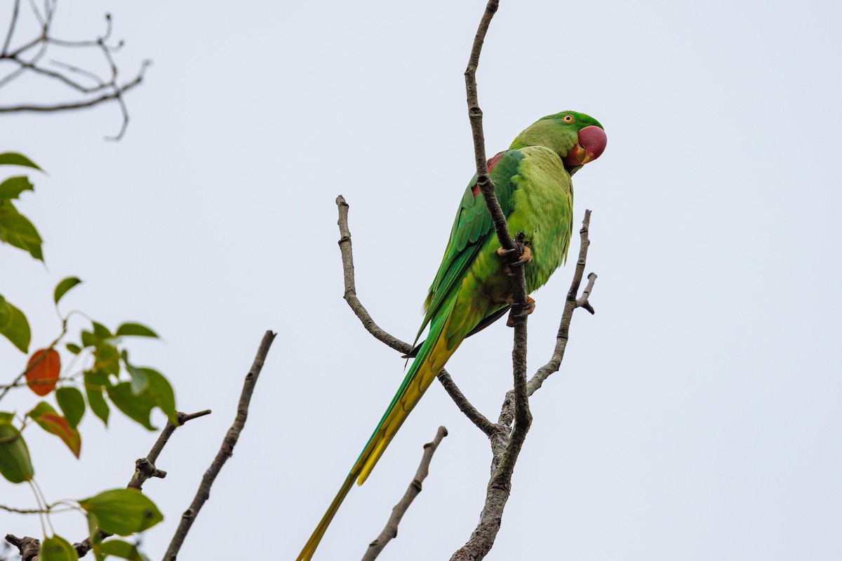Parrocchetto di Alessandro - ML646997129