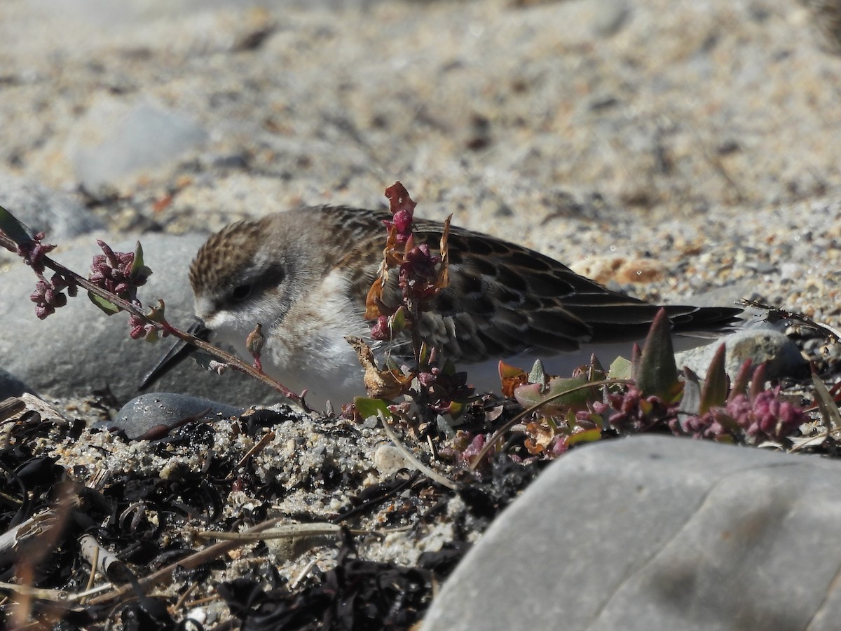 sandsnipe - ML646997137