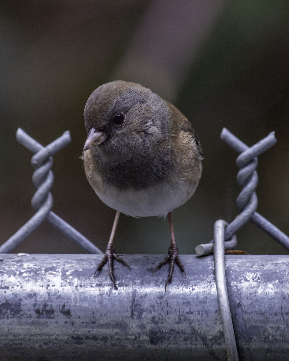 Dark-eyed Junco - ML646997140