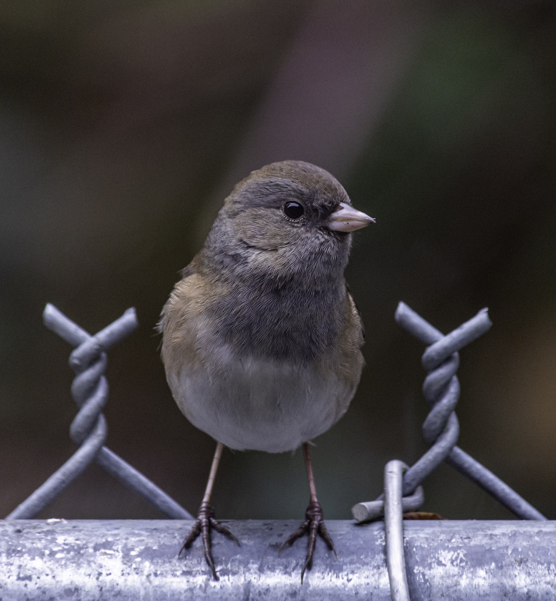 Dark-eyed Junco - ML646997141