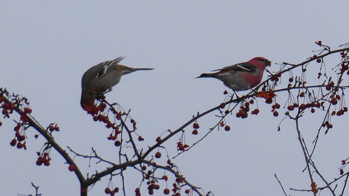 Durbec des sapins - ML646997145