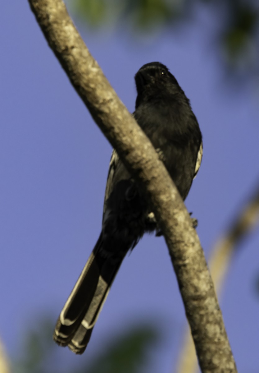 Southern Black-Tit - ML646997146