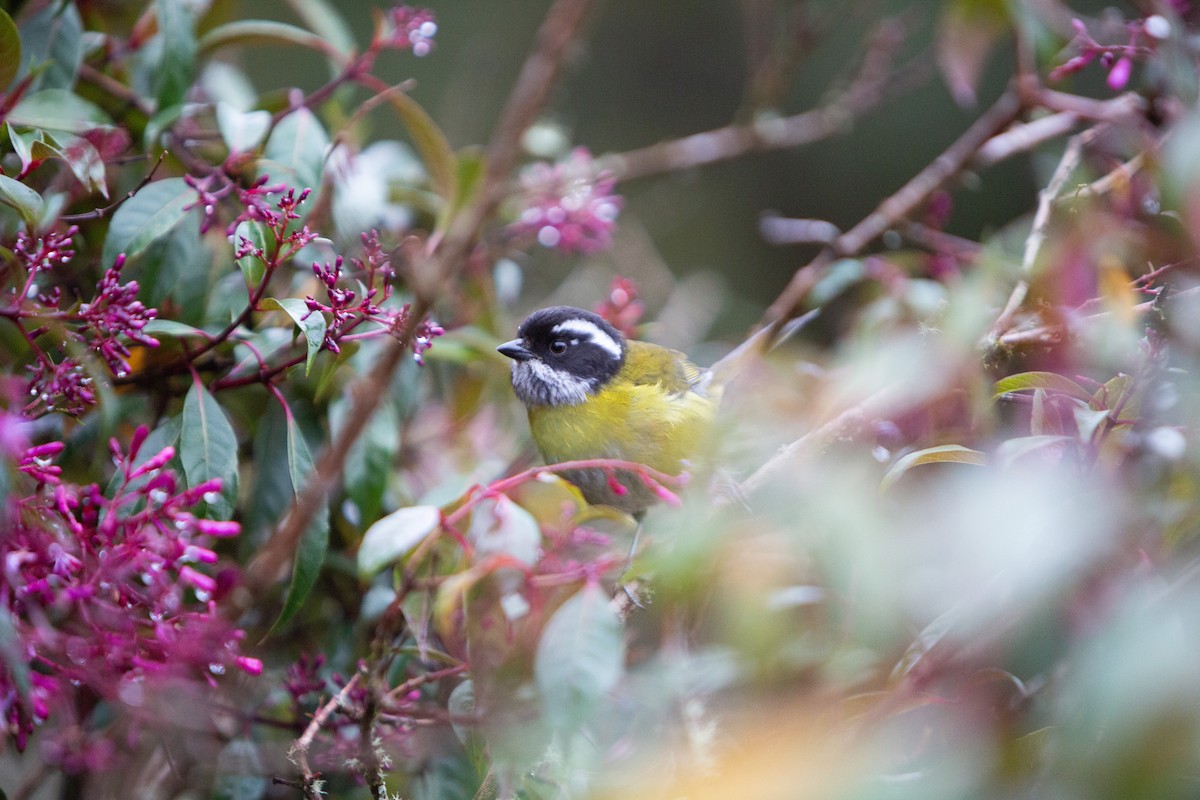 Sooty-capped Chlorospingus - ML646997147