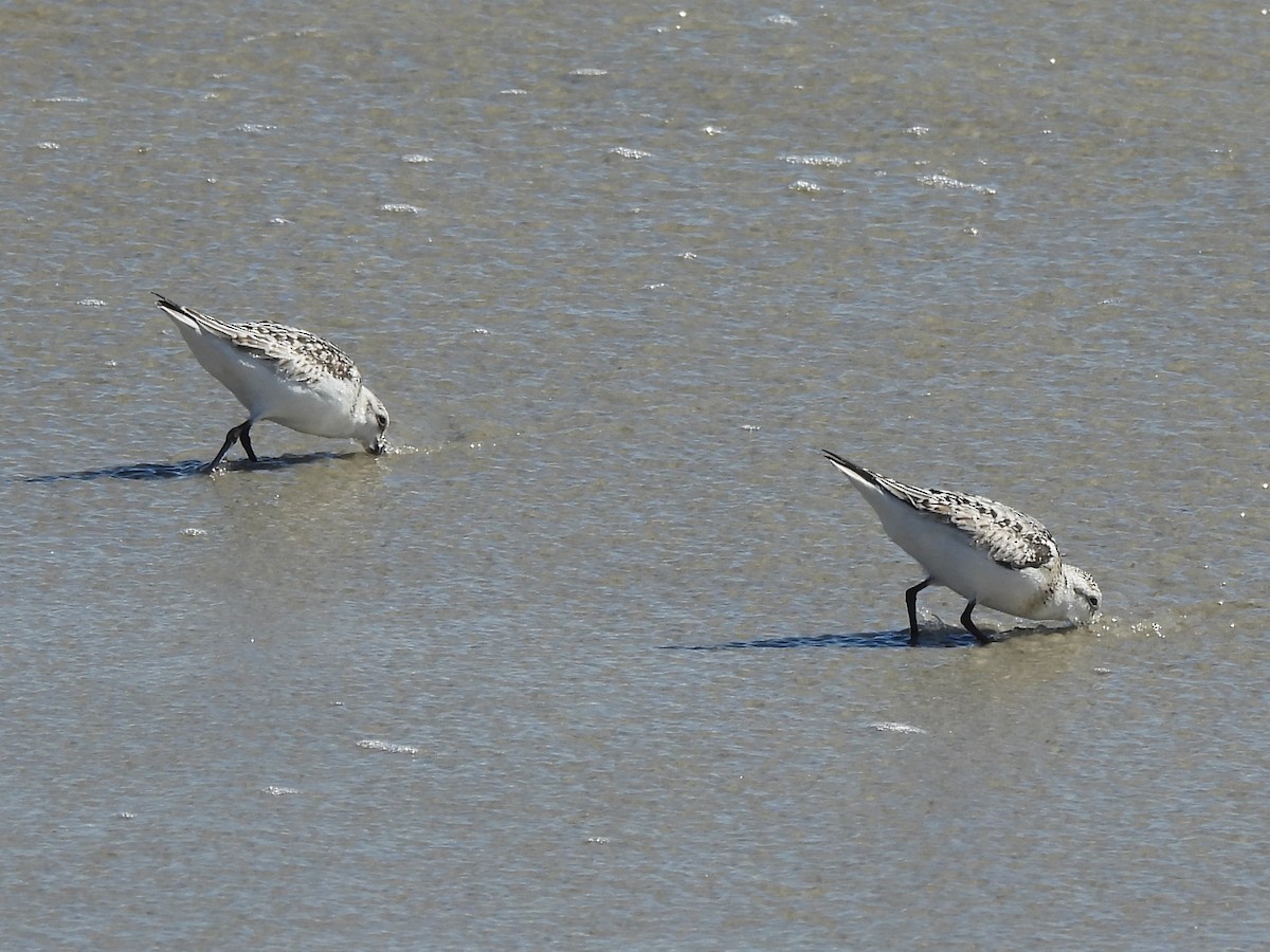 sandløper - ML646997148