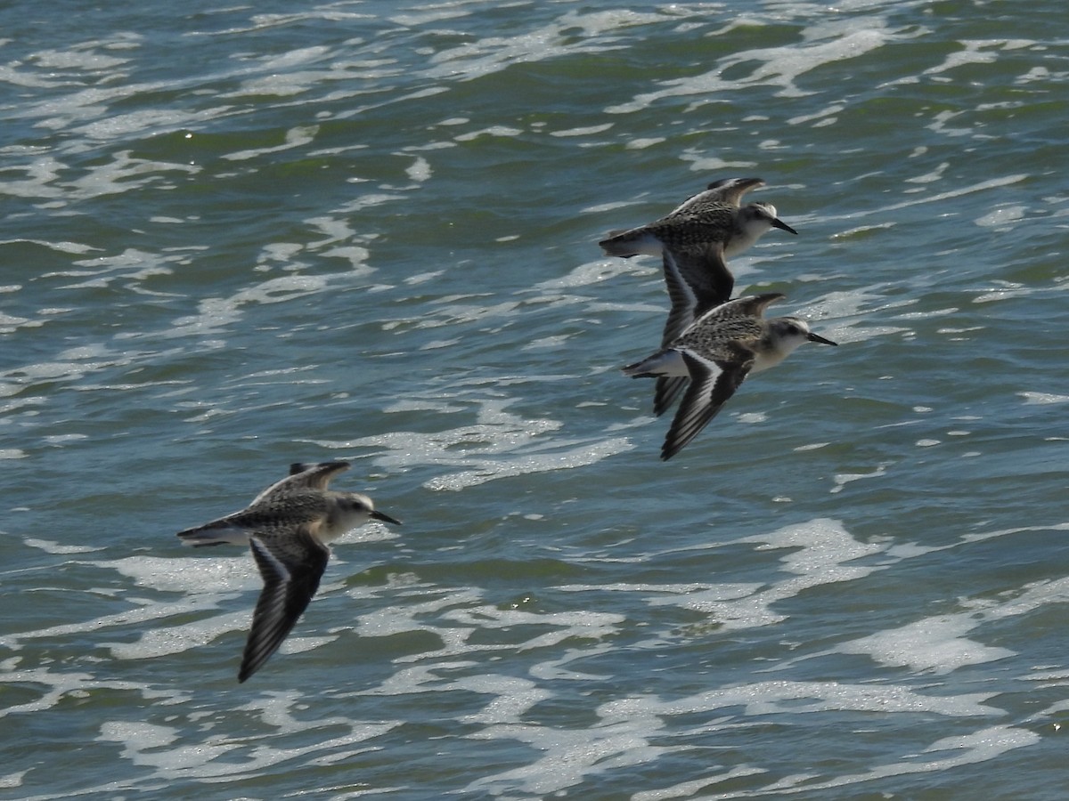 sandløper - ML646997149