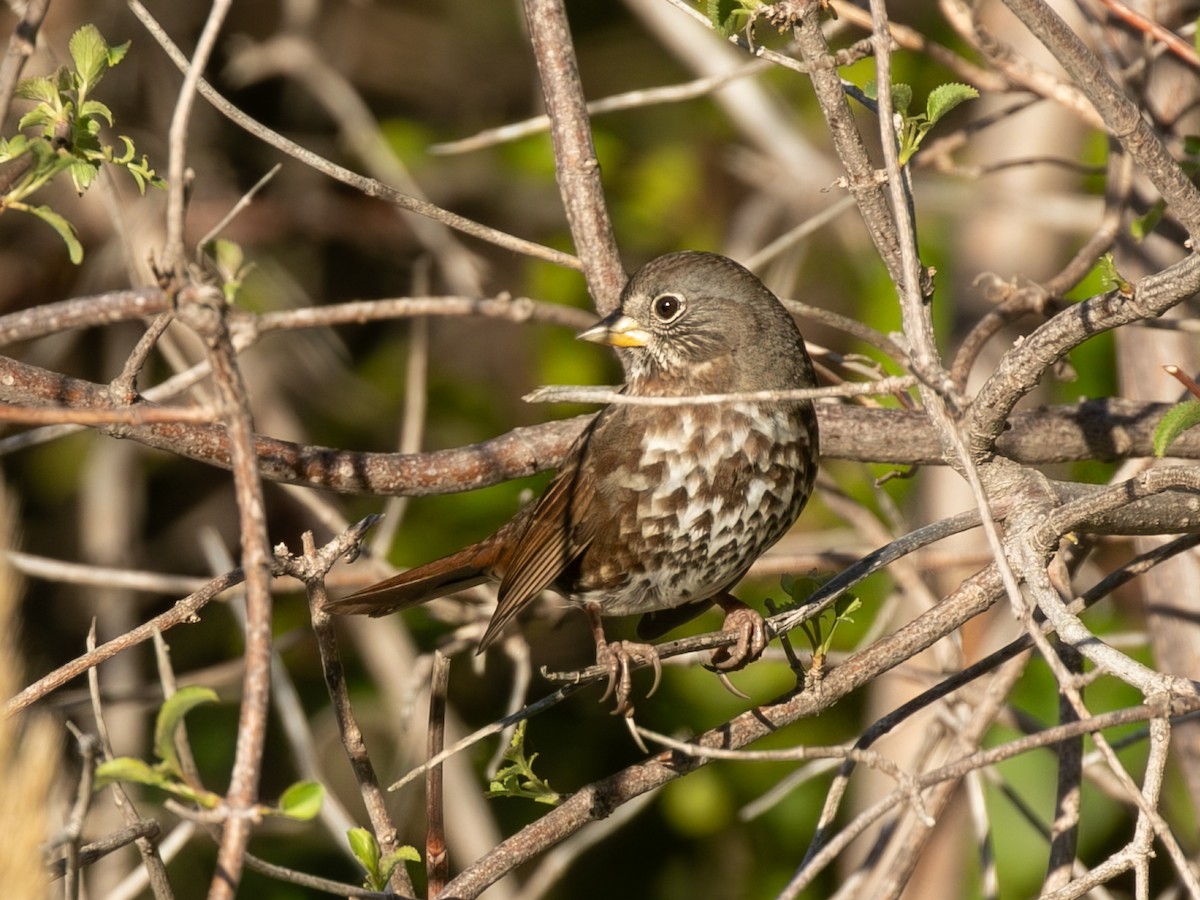 strnadec kaštanový - ML646997150