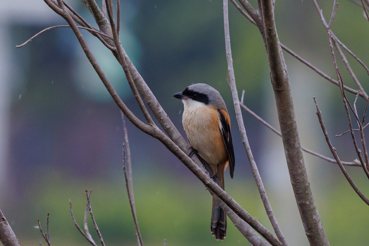 Сорокопуд довгохвостий - ML646997159