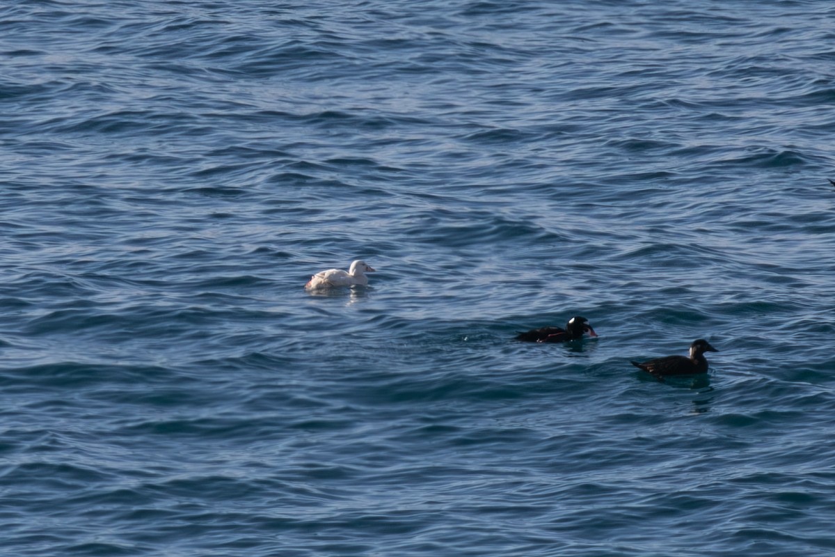 Yamalı Ördek - ML646997162