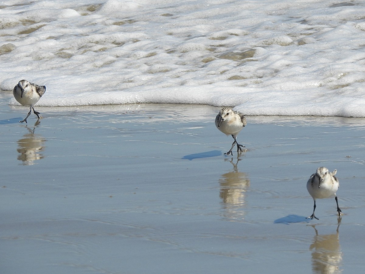 sandløper - ML646997164