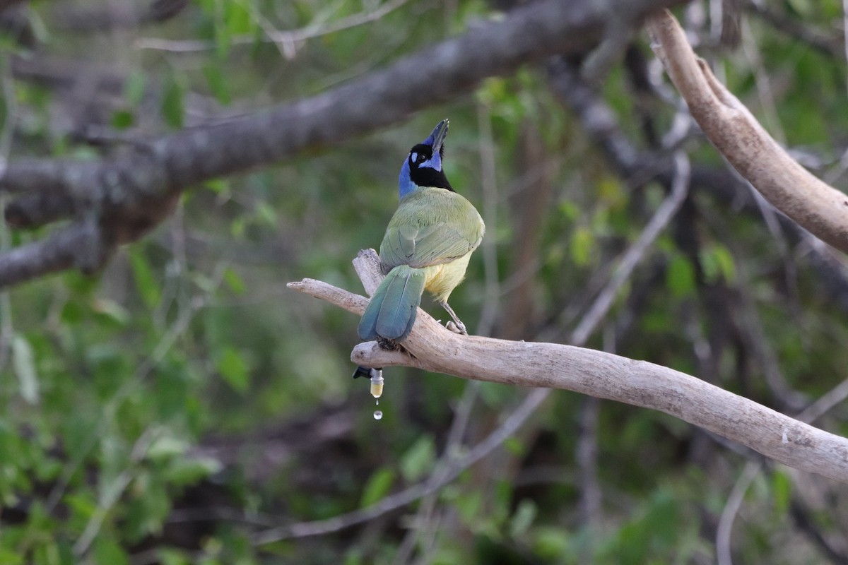 インカサンジャク - ML646997165