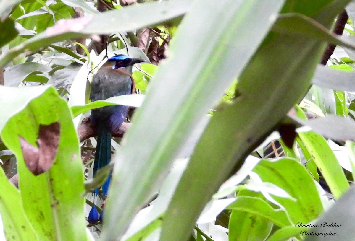 Lesson's Motmot - ML646997167