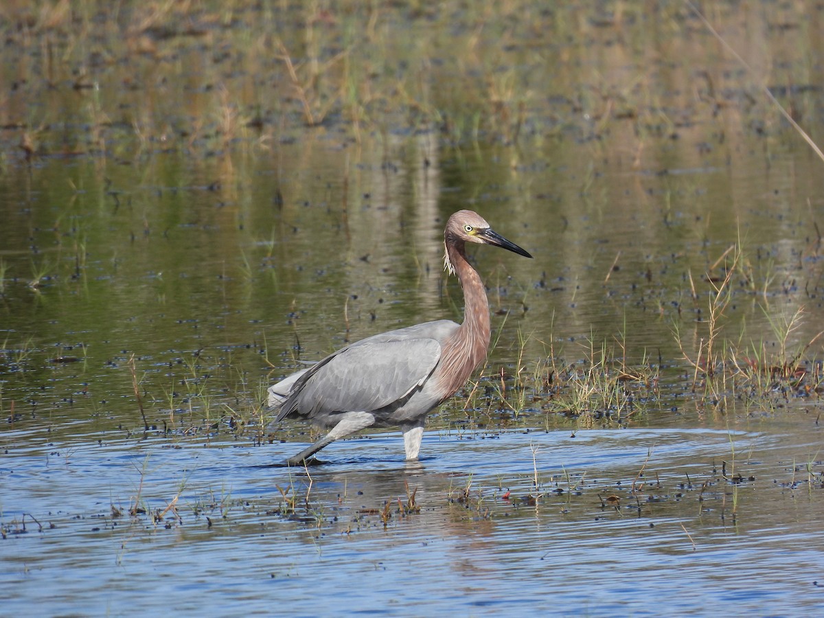 Reddish Egret - ML646997168