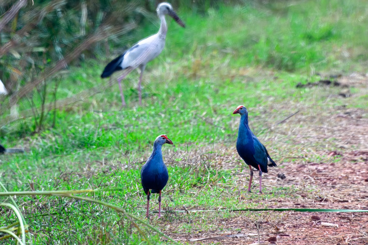 gråhodesultanhøne - ML646997173