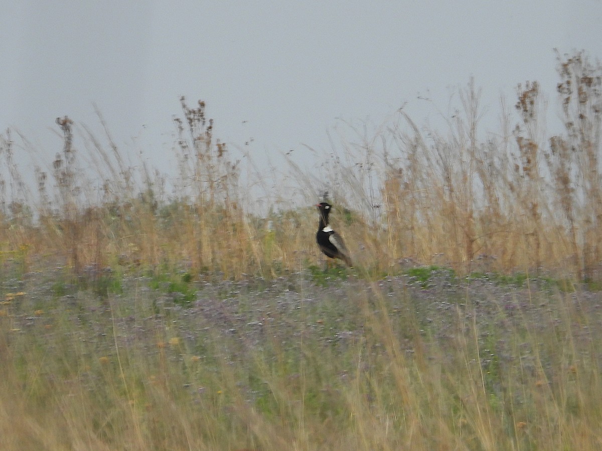 Дрохва світлокрила - ML646997174