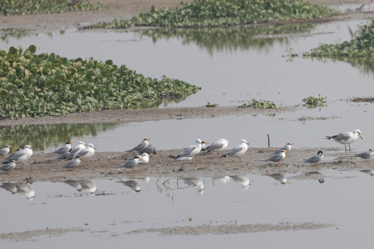 racek hnědohlavý - ML646997175