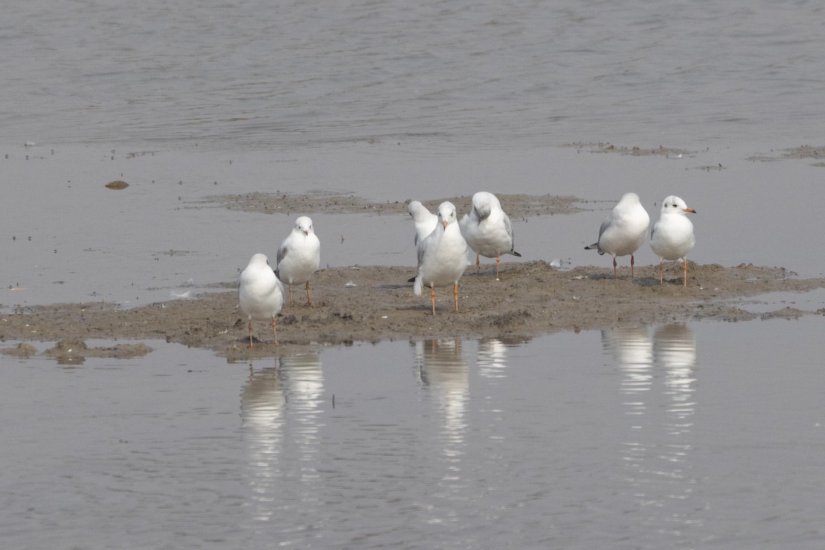 racek hnědohlavý - ML646997176