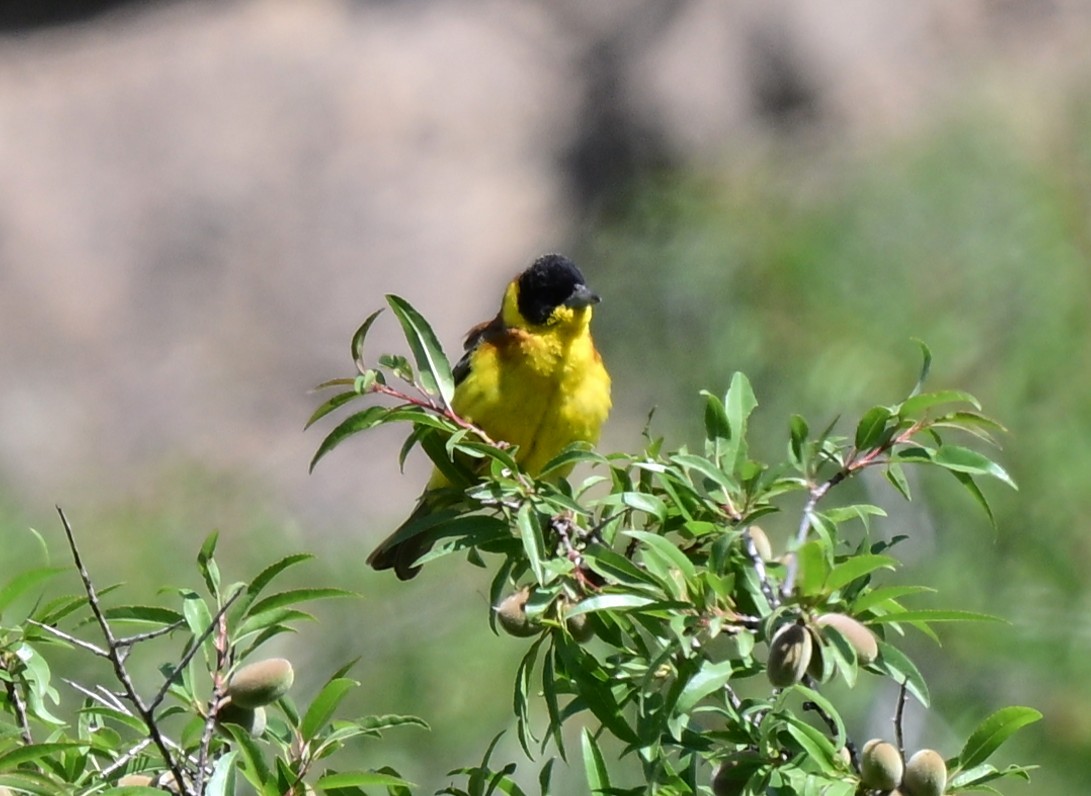 Black-headed Bunting - ML646997178