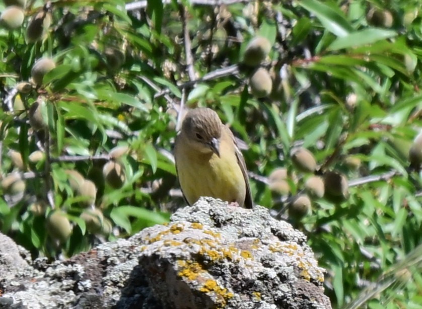 Black-headed Bunting - ML646997179