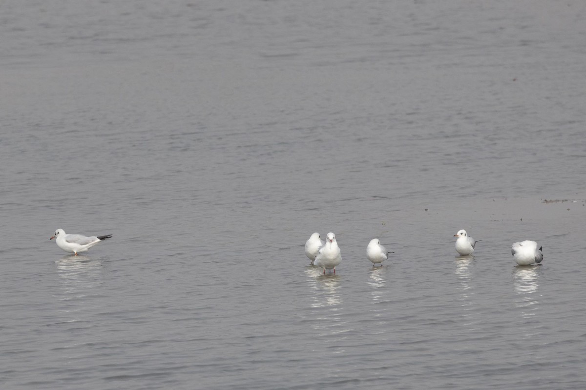 racek hnědohlavý - ML646997182