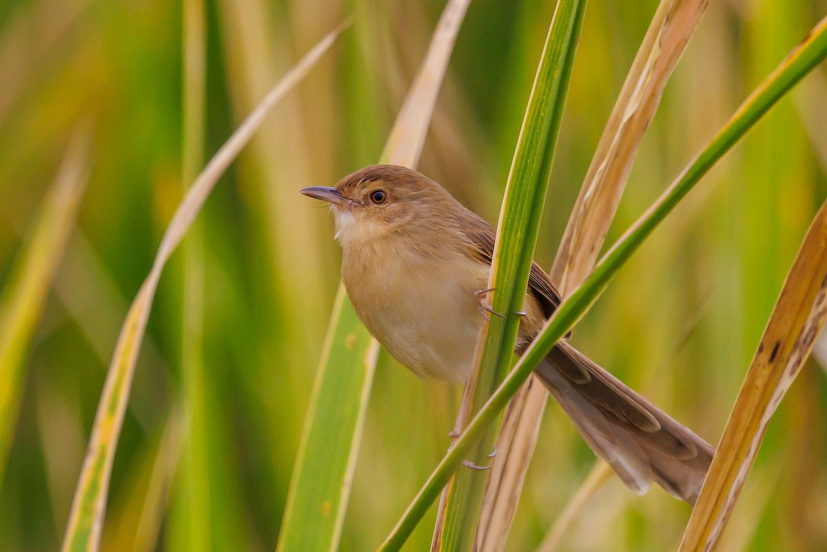 Plain Prinia - ML646997184