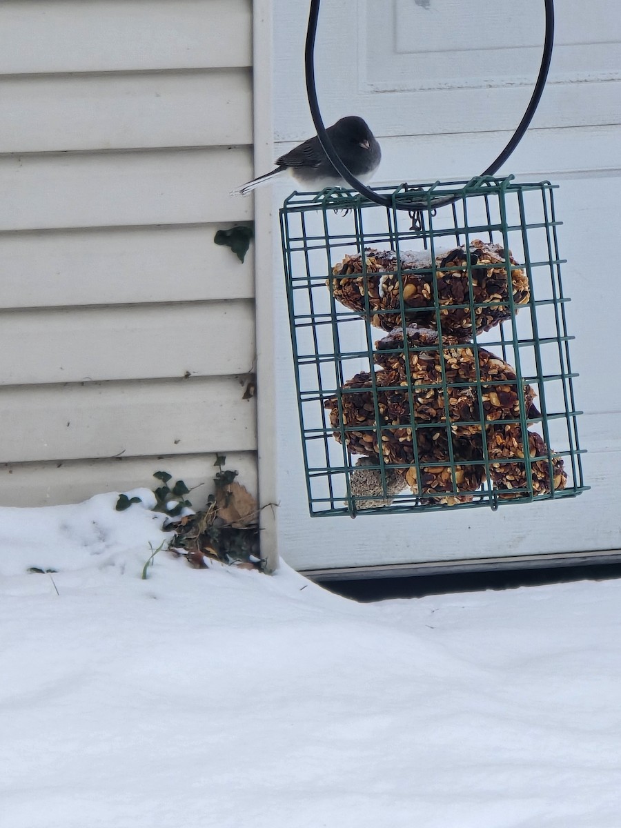 Dark-eyed Junco - ML646997185