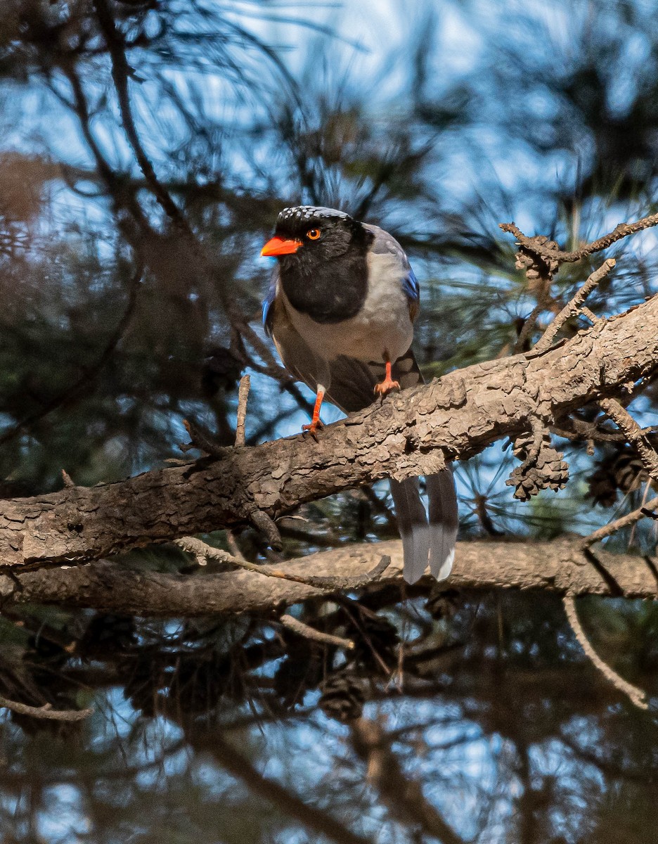 Red-billed Blue-Magpie - ML646997189