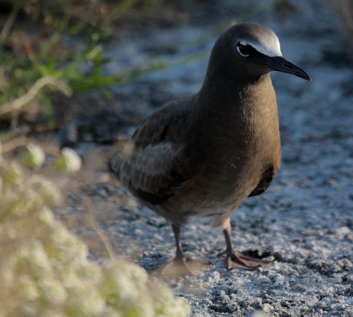 brunnoddy - ML646997194