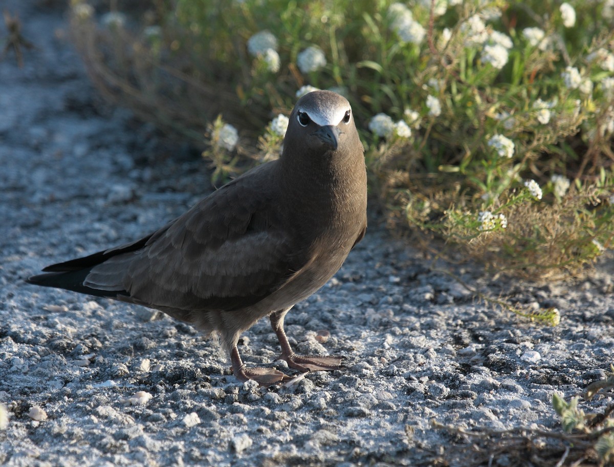 brunnoddy - ML646997195