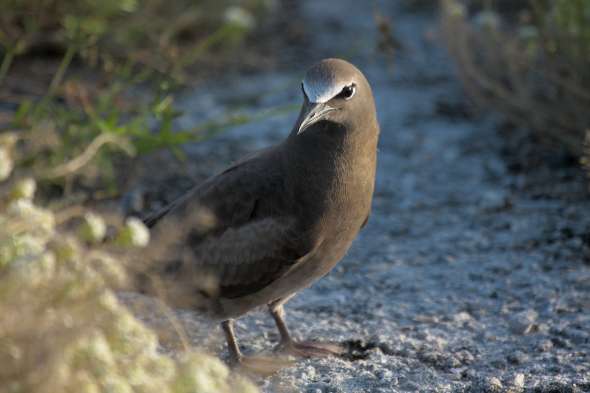 brunnoddy - ML646997196