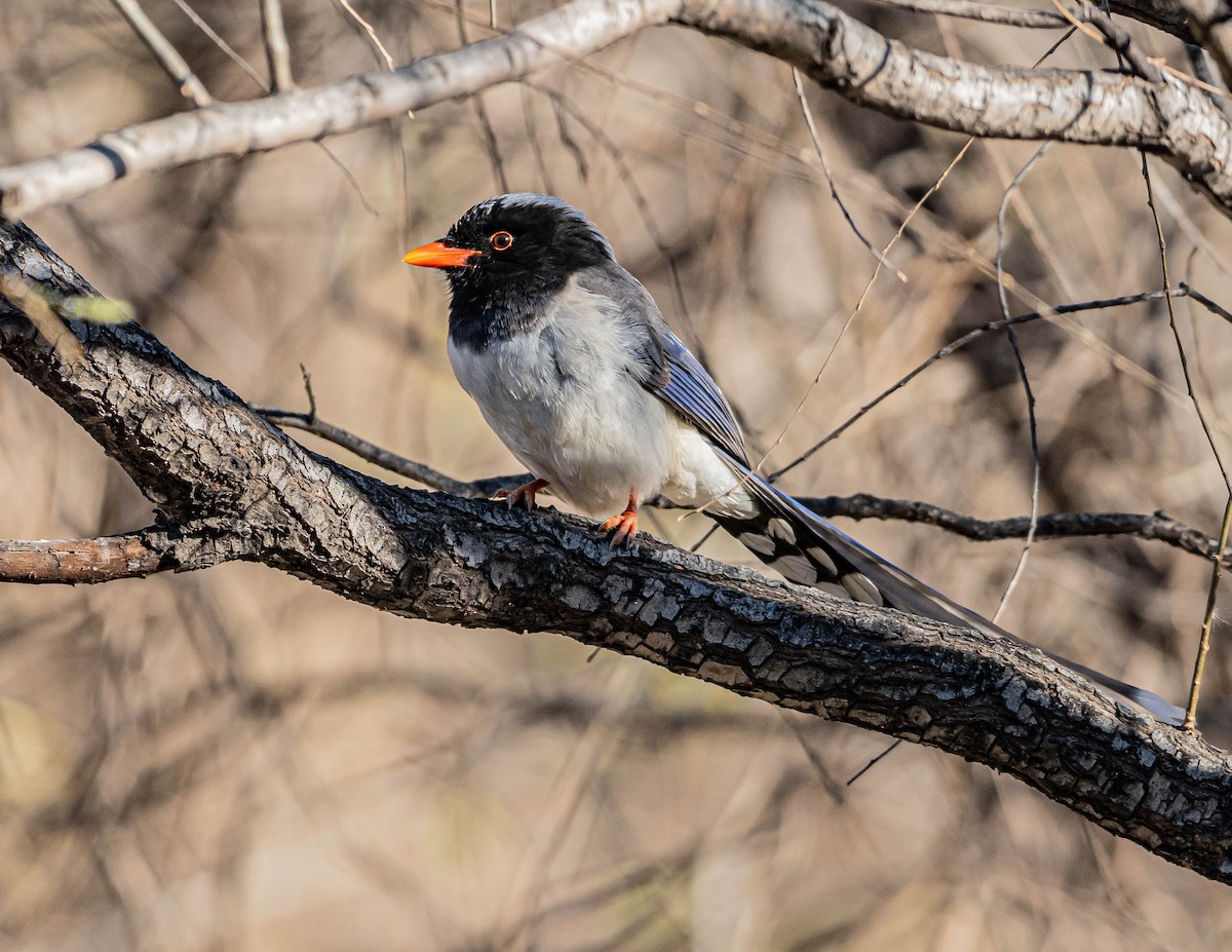 Red-billed Blue-Magpie - ML646997198