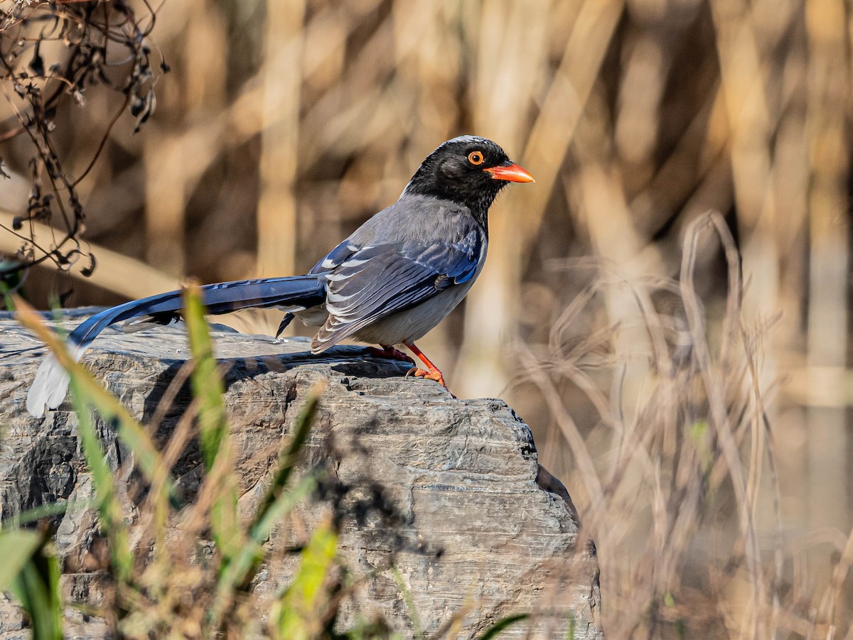 Red-billed Blue-Magpie - ML646997199