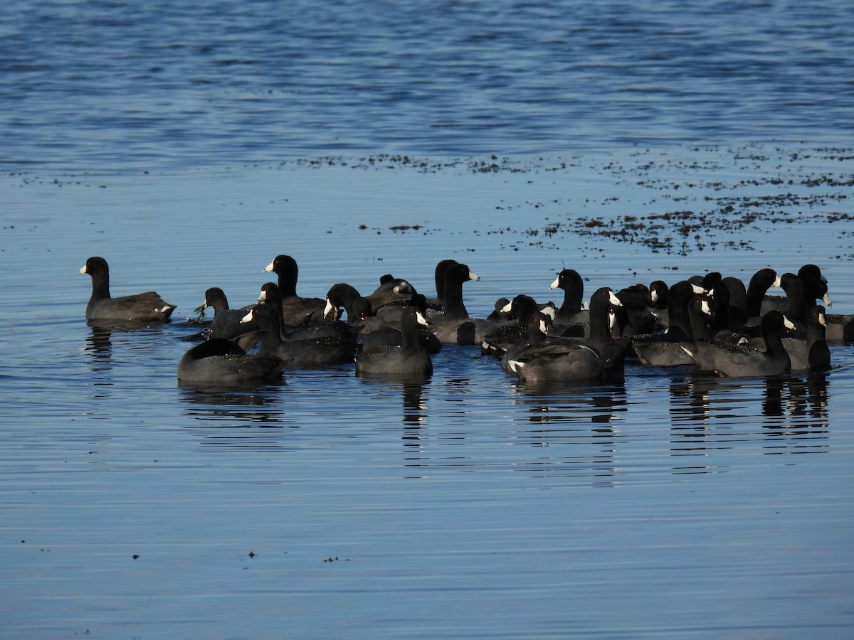 American Coot - ML646997201