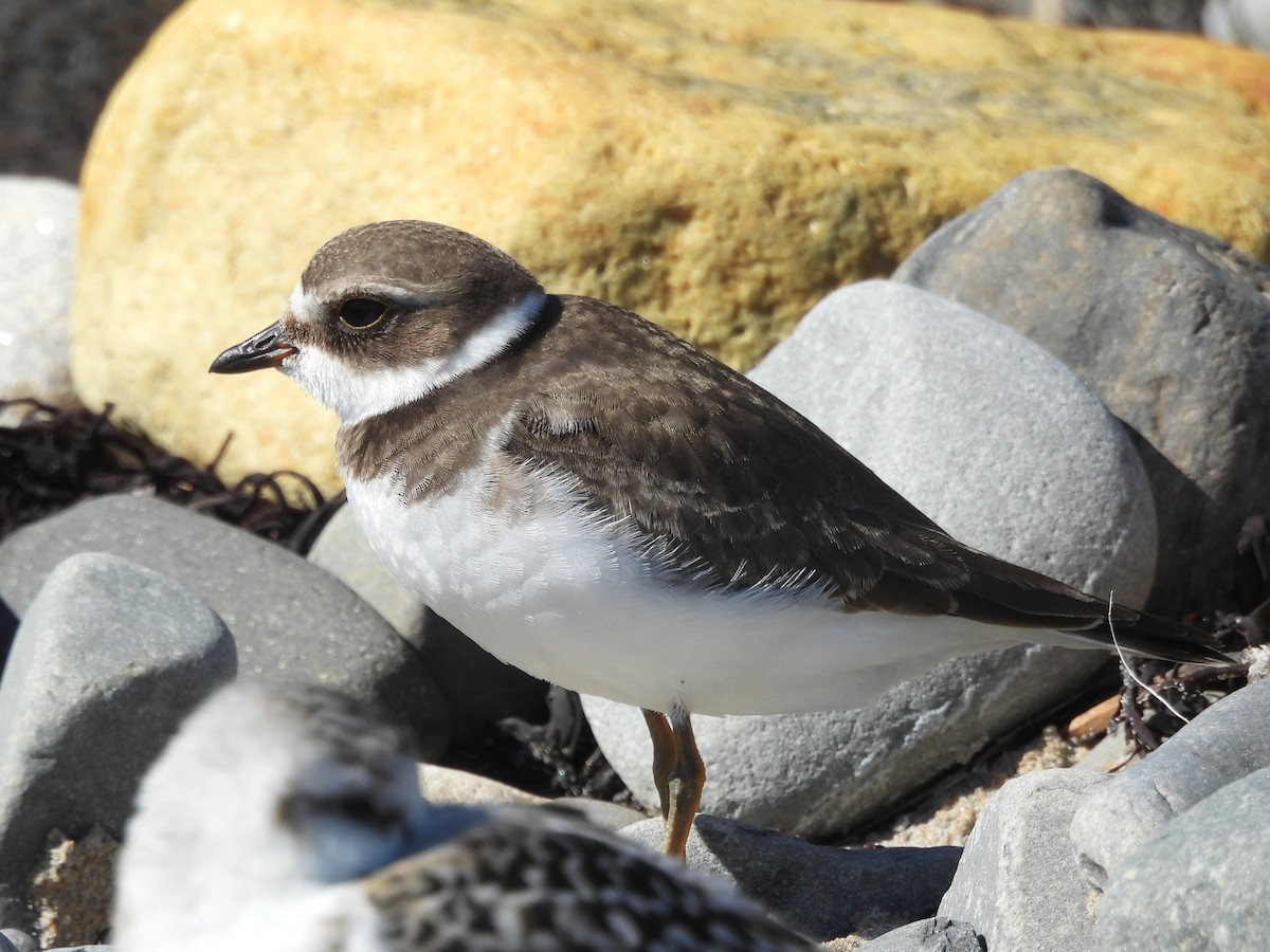 amerikasandlo - ML646997202