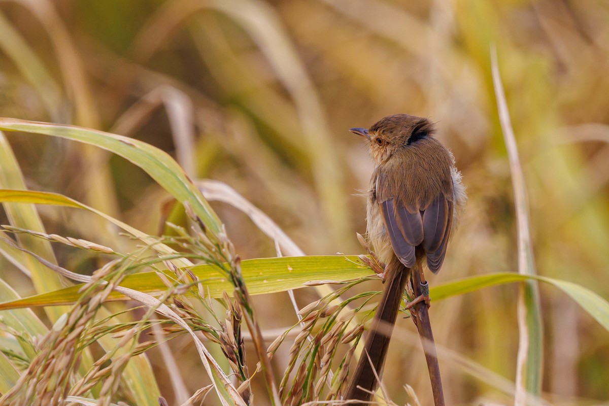 Plain Prinia - ML646997203