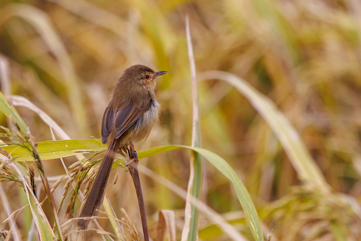 Plain Prinia - ML646997221