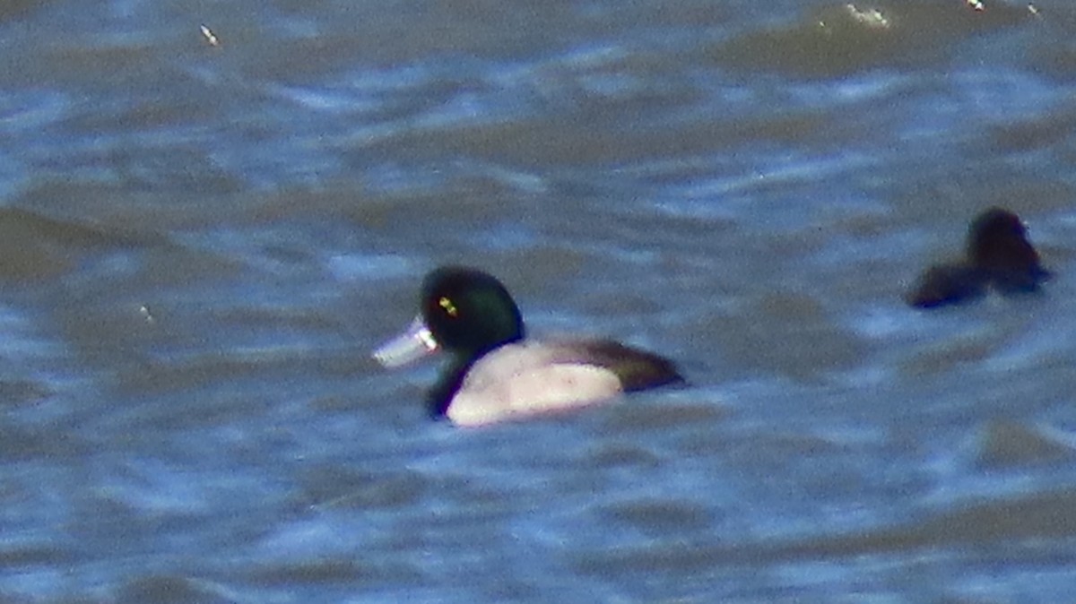 Bergente - ML646997222