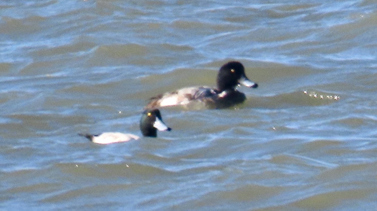 Bergente - ML646997223