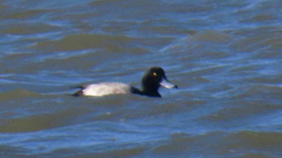 Bergente - ML646997224