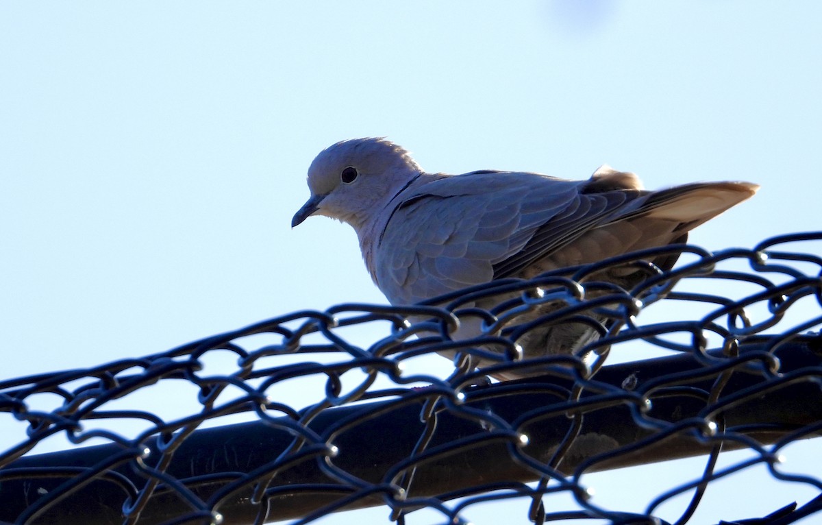 Eurasian Collared-Dove - ML646997229