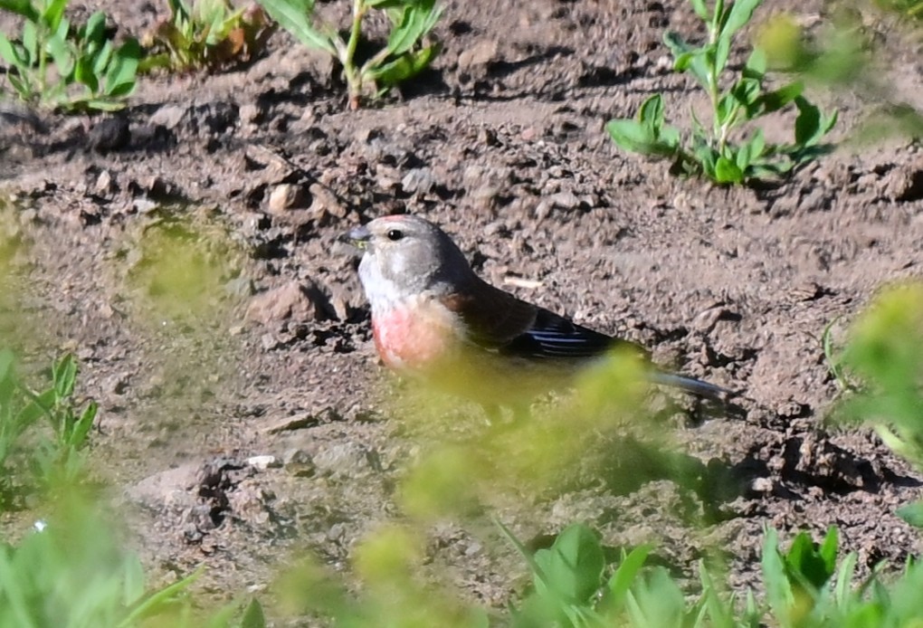 Eurasian Linnet - ML646997231