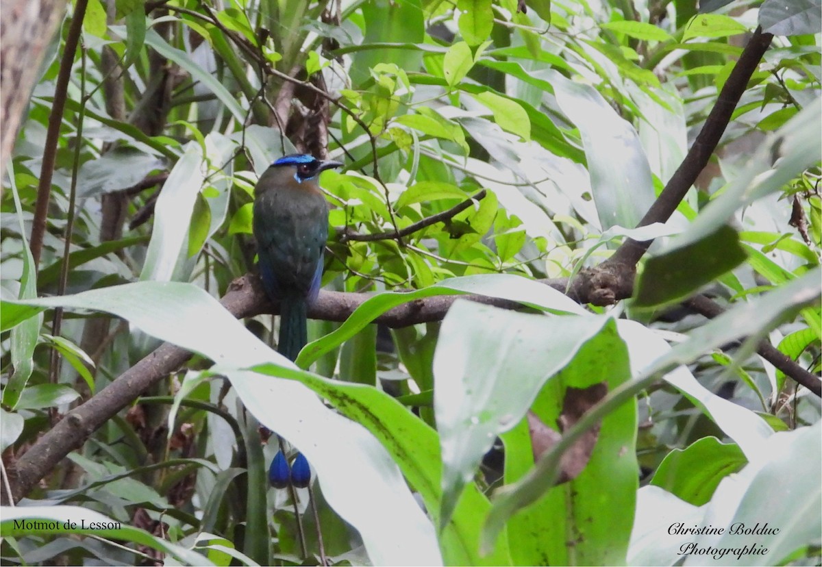Lesson's Motmot - ML646997237