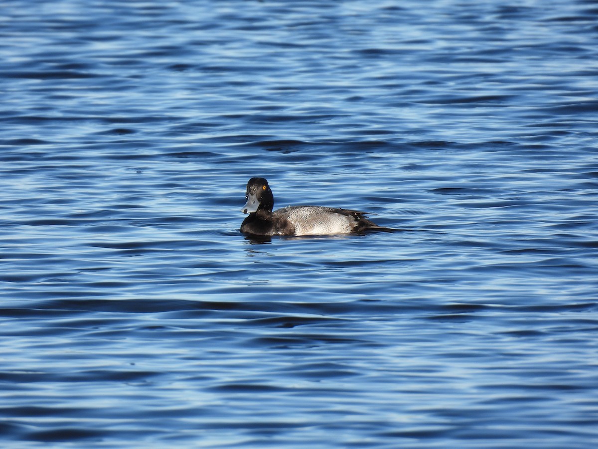 Lesser Scaup - ML646997239