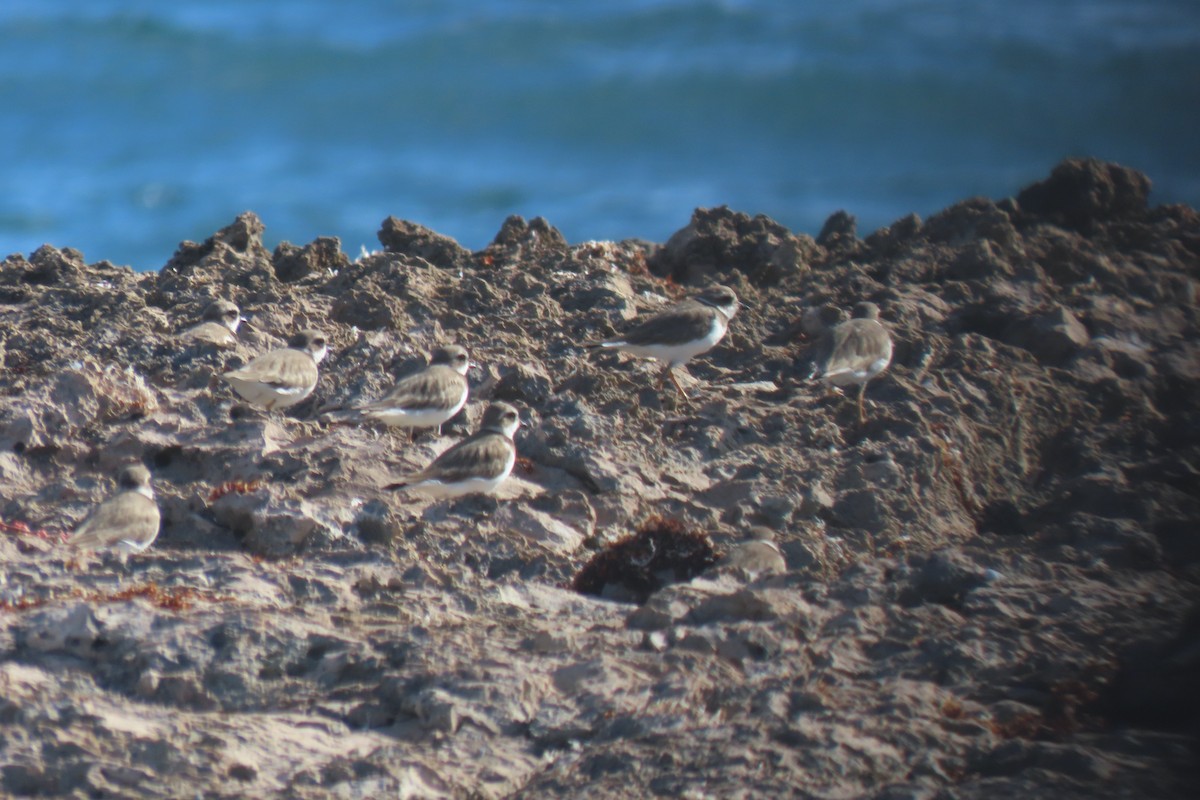 Chorlitejo Semipalmeado - ML646997241