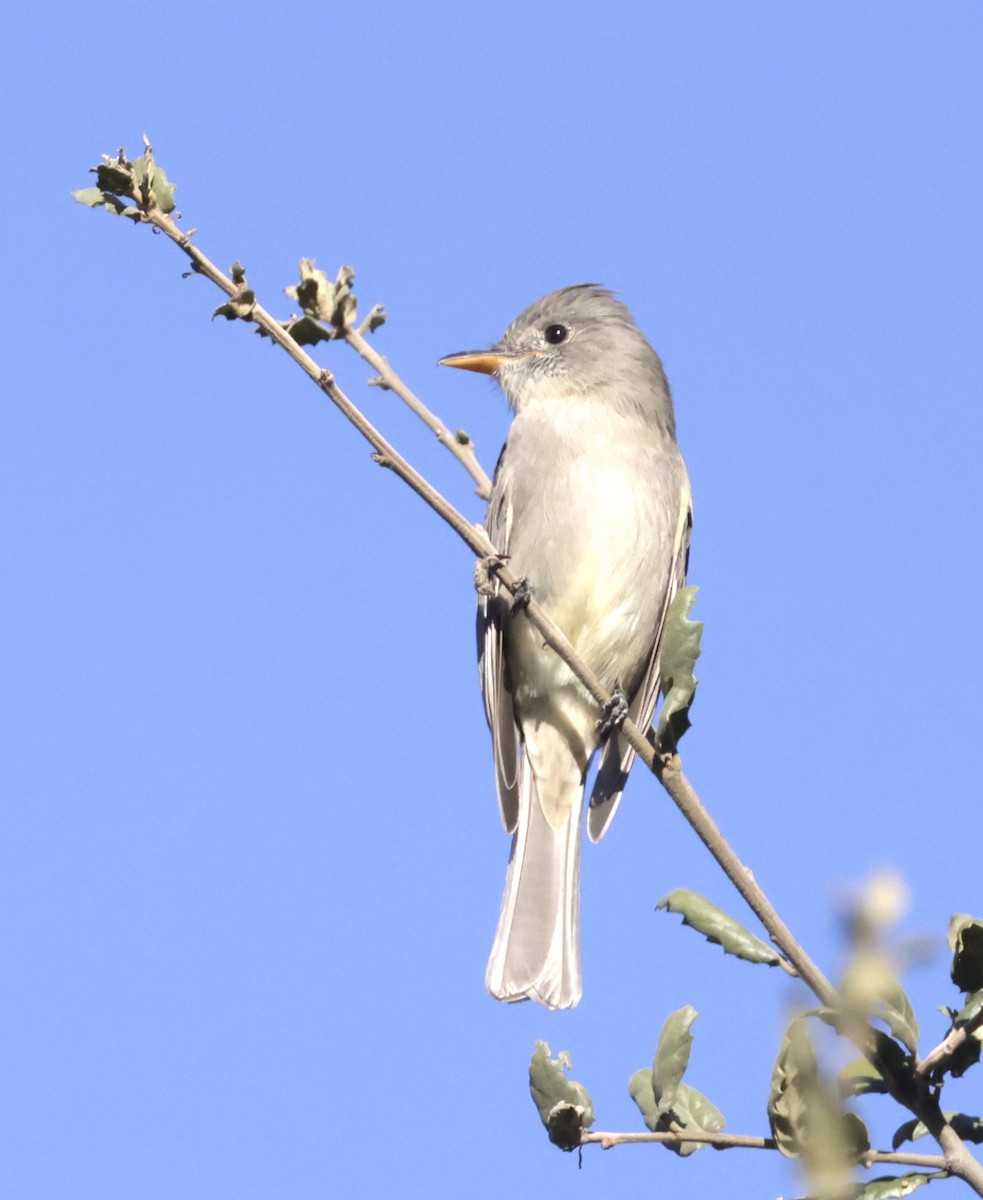 Greater Pewee - ML646997247