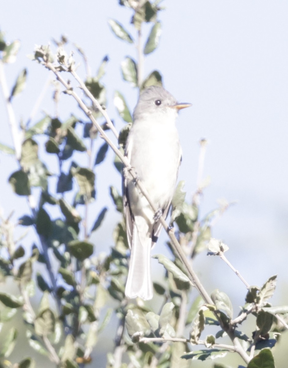 Greater Pewee - ML646997248