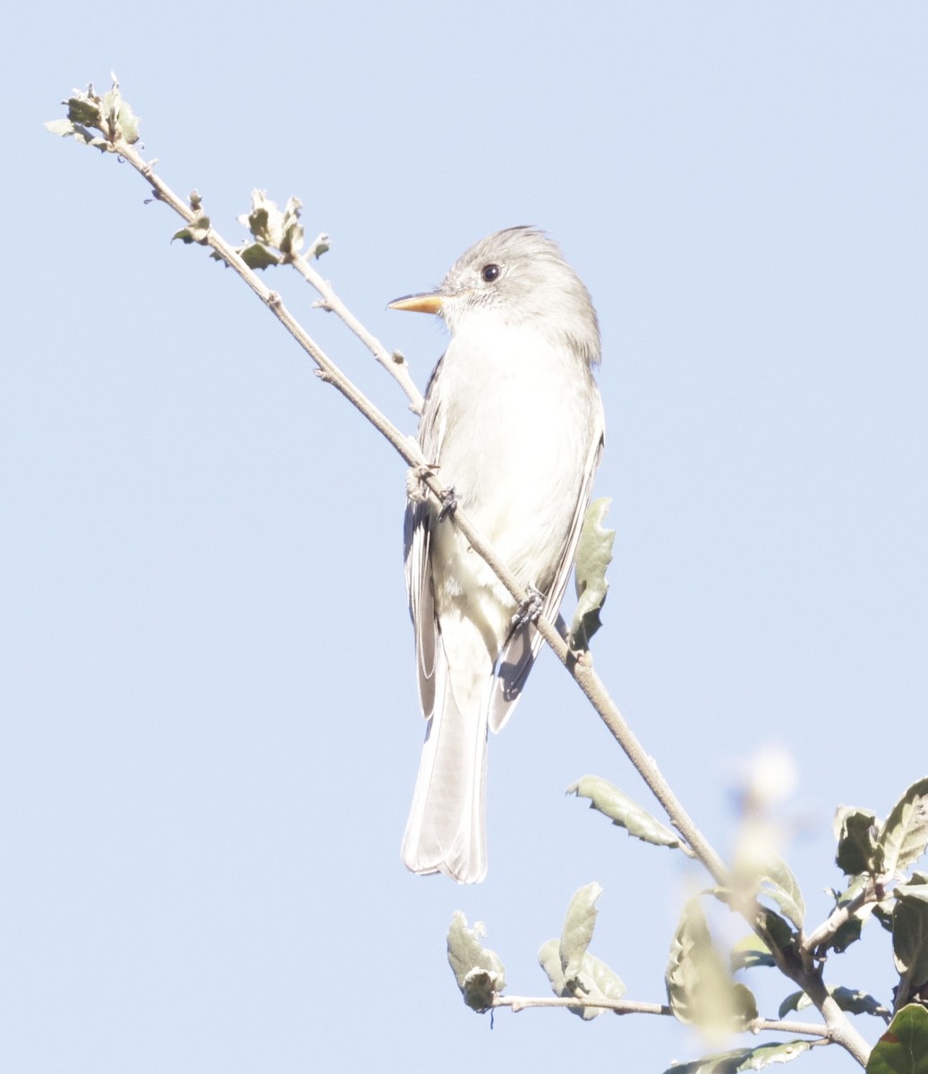 Greater Pewee - ML646997249