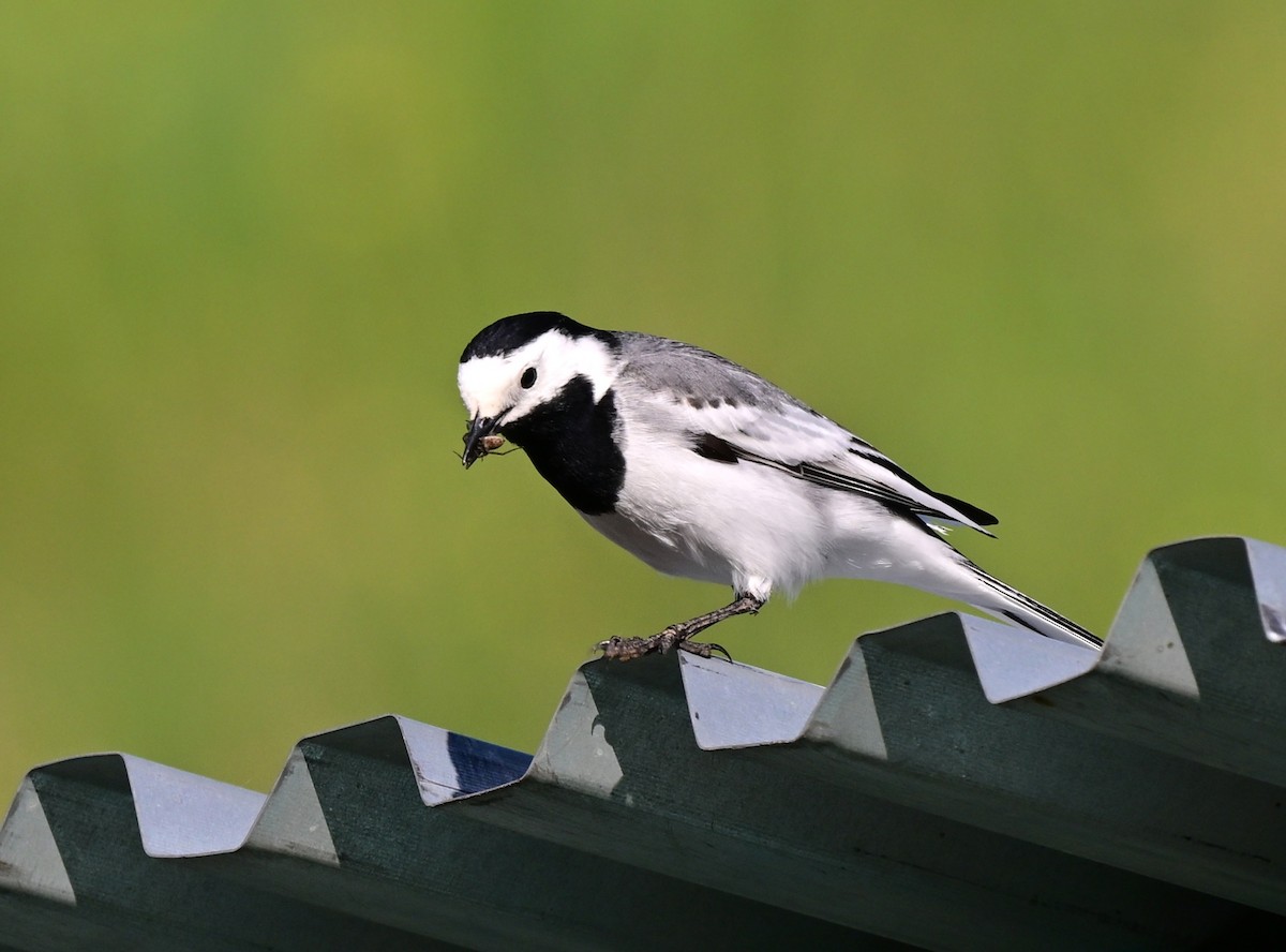 Bachstelze - ML646997251