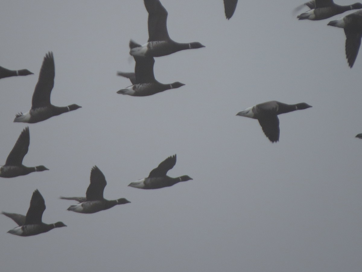 Ringelgans - ML646997252